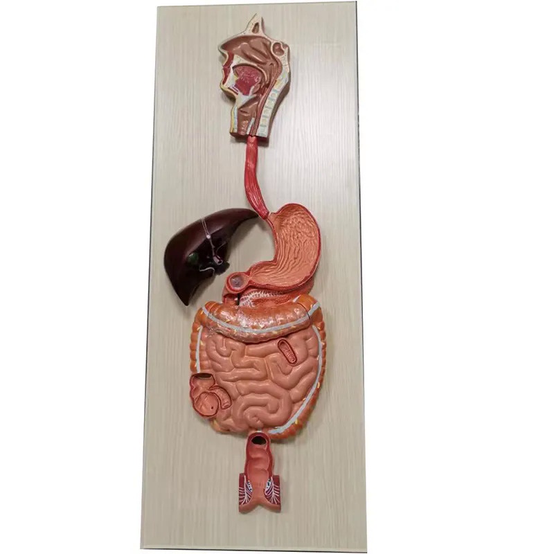 NOGM 11 Human digestive system model gastrointestinal tract section