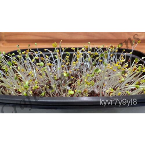 Broccoli Spigarello 500 Seeds untreated MICROGREENS/Full Grown plants