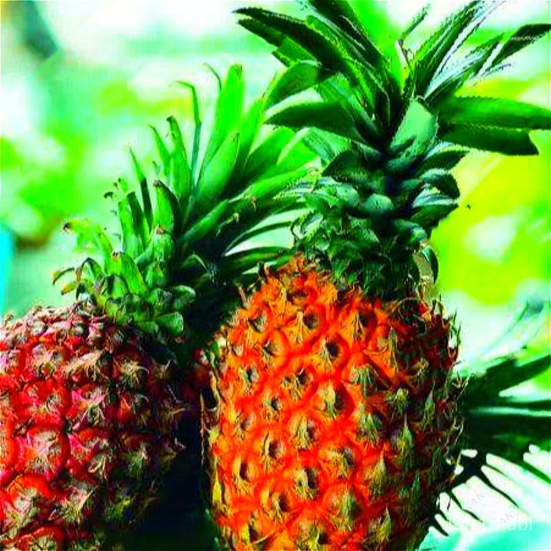 10 Pcs/Bag Pineapple Seeds Dwarf Pineapple Plantas Tree Fruit Rare ...