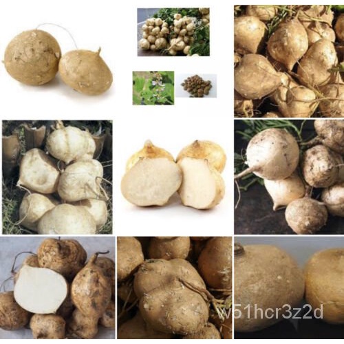 50 True Jicama Seed/Mexican Wild Bean Root Potato Seeds/Cu San Cu dau