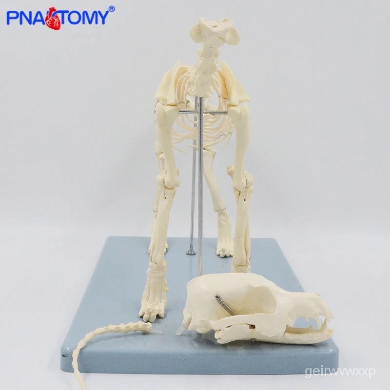 Dog Skeleton Model Canine Skeletal System Feline Skull Hip Bone Cat ...