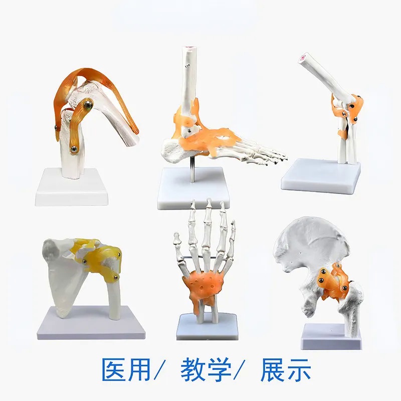 PNGY Hand Foot Knee Shoulder Joint Model Ligament Human Anatomy Skeleton Teaching Practice