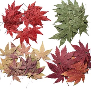 Real Dried Pressed Leaves Herbarium Leaves Petals Mixed Daisies
