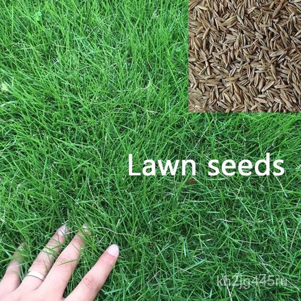 Philippines ReadyMade Lawn Seeds 200 Pcs/bag USA 4 Season Tall/Short