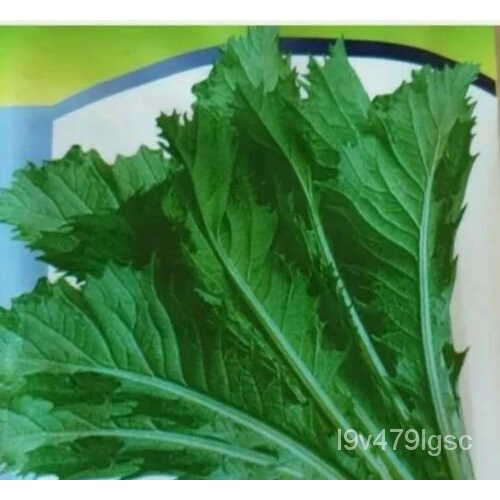 All Season,Thai Mustard Leaf Bangladeshi Lai Pata Chinese Leaf 3.5 gram