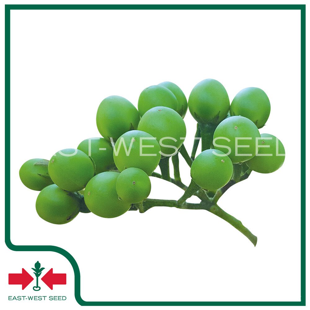 East-west Seed Eggplant Seeds (pea Eggplant Seeds) Bunch Of Manee 