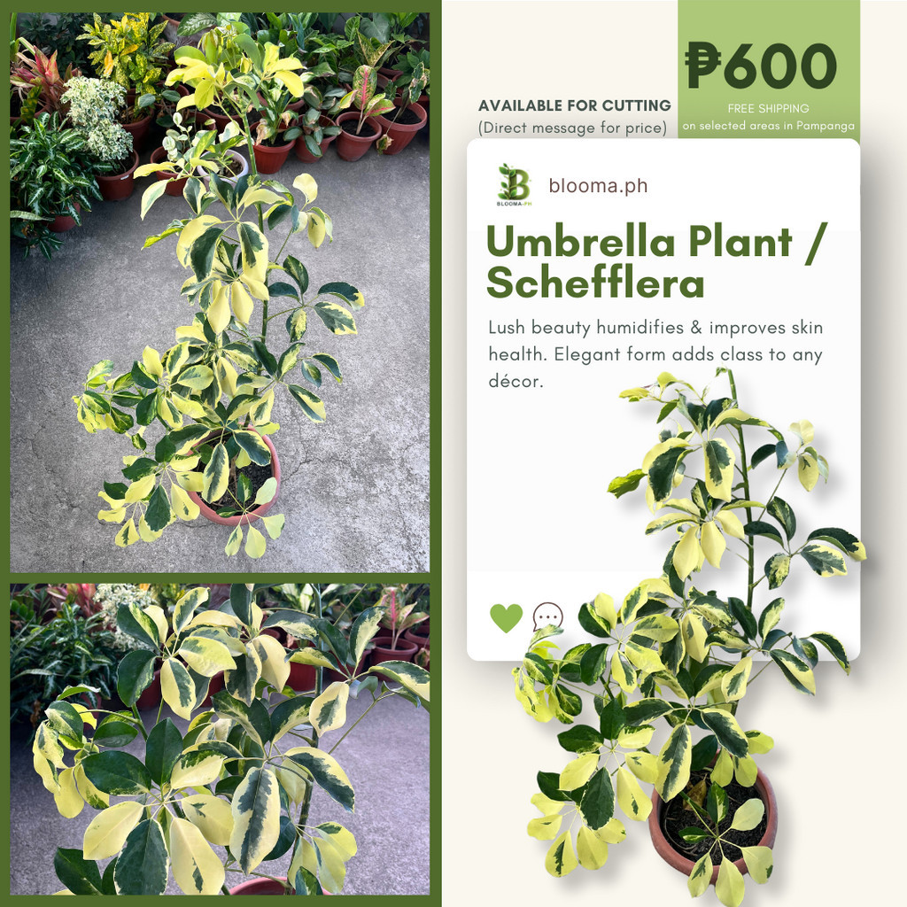 Umbrella Plant / Schefflera (Bloom PH -Pampanga) | Shopee Philippines