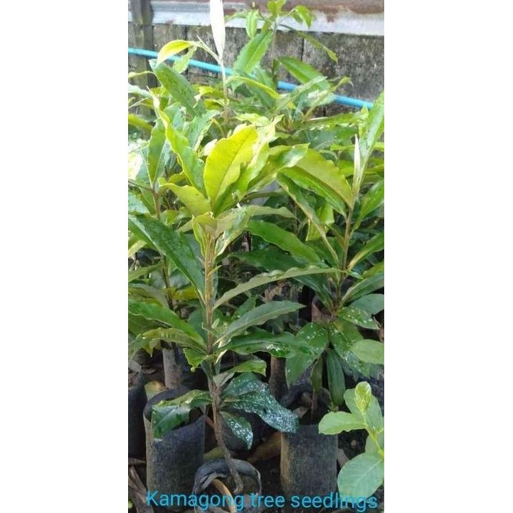 2024.special offer tree Mabolo seedlings fruit kamagong tree | Shopee ...