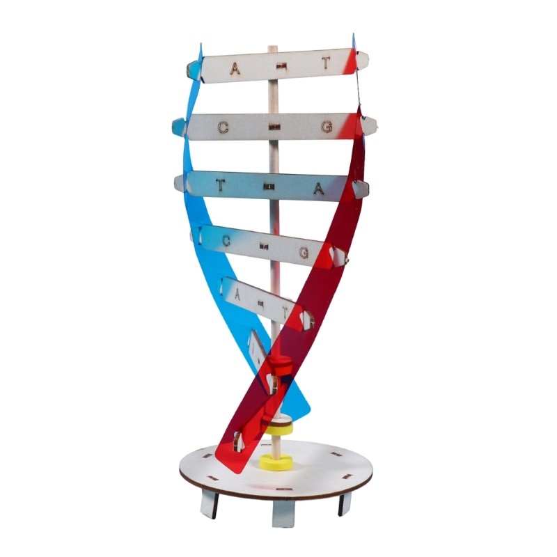 ☮2024 New DNAs Model Rotating Human Double Model Kits Human Genes ...