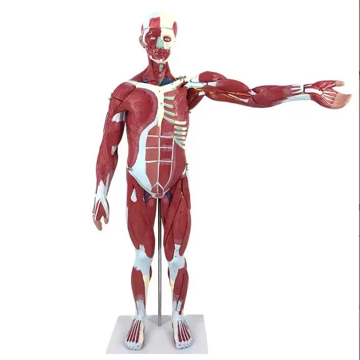 Sciedu custom 27 Parts human muscle anatomy model anatomy muscle full