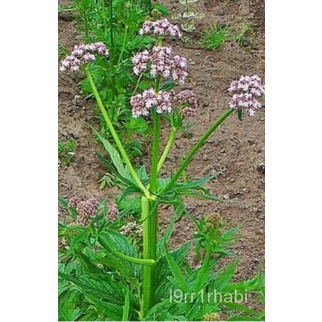 50 VALERIAN Officinalis Seed,Hardy Perennial,Heirloom Garden Heliotrope ...