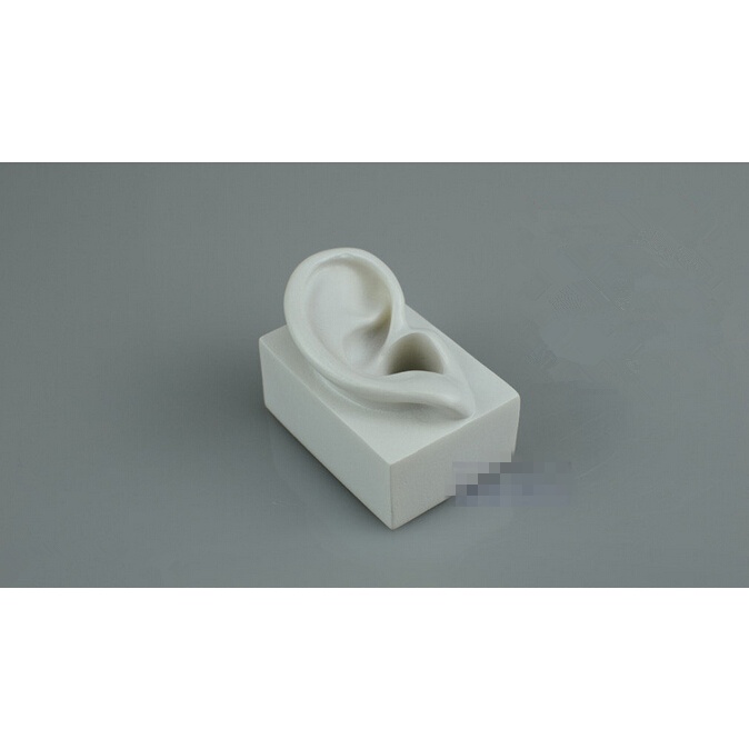 Free Shipping!! Ear Mannequin Ear Anatomical Body Natural Ear