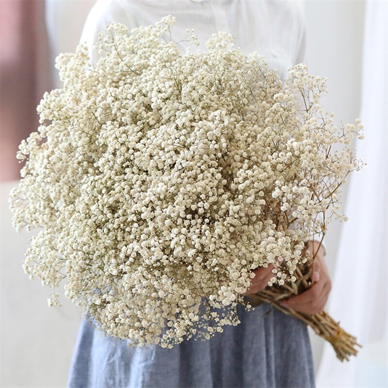 p5k Natural Fresh Gypsophila Paniculata Dried Preserved Flowers Baby s