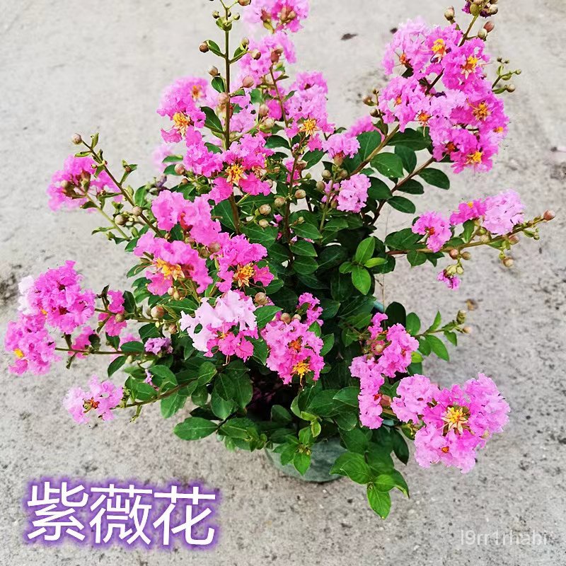 Mixed Colors Lagerstroemia Seeds (300 Seeds/pack) Bonsai Tree Seeds for