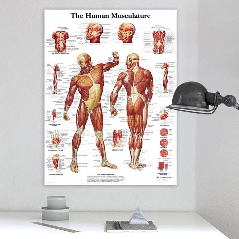 Human Anatomy Muscles System Art Poster Print Body Map Canvas Wall ...