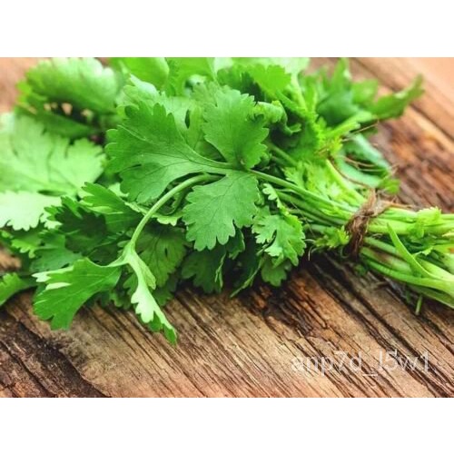 CORIANDER 600+ Seeds ‘Eureka’ SLOW BOLT )Herb. Instructions Included
