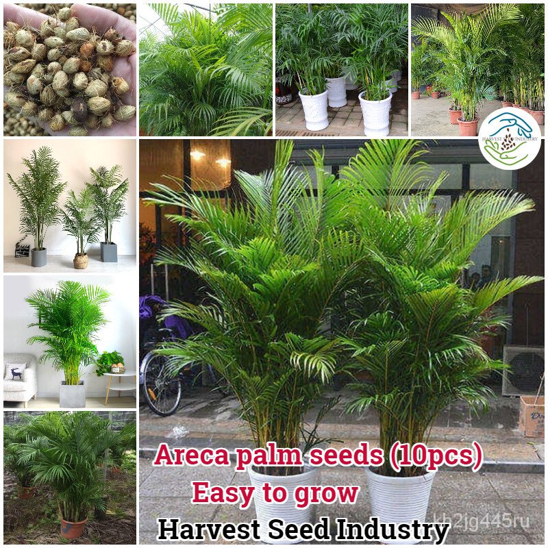 10 seeds/wrap color bonsai seeds areca palm seed bonsai tree plants