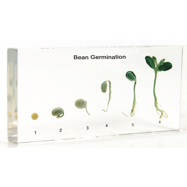 SLAV Bean Peanut Corn Rice Wheat Germination Specimen paperweight