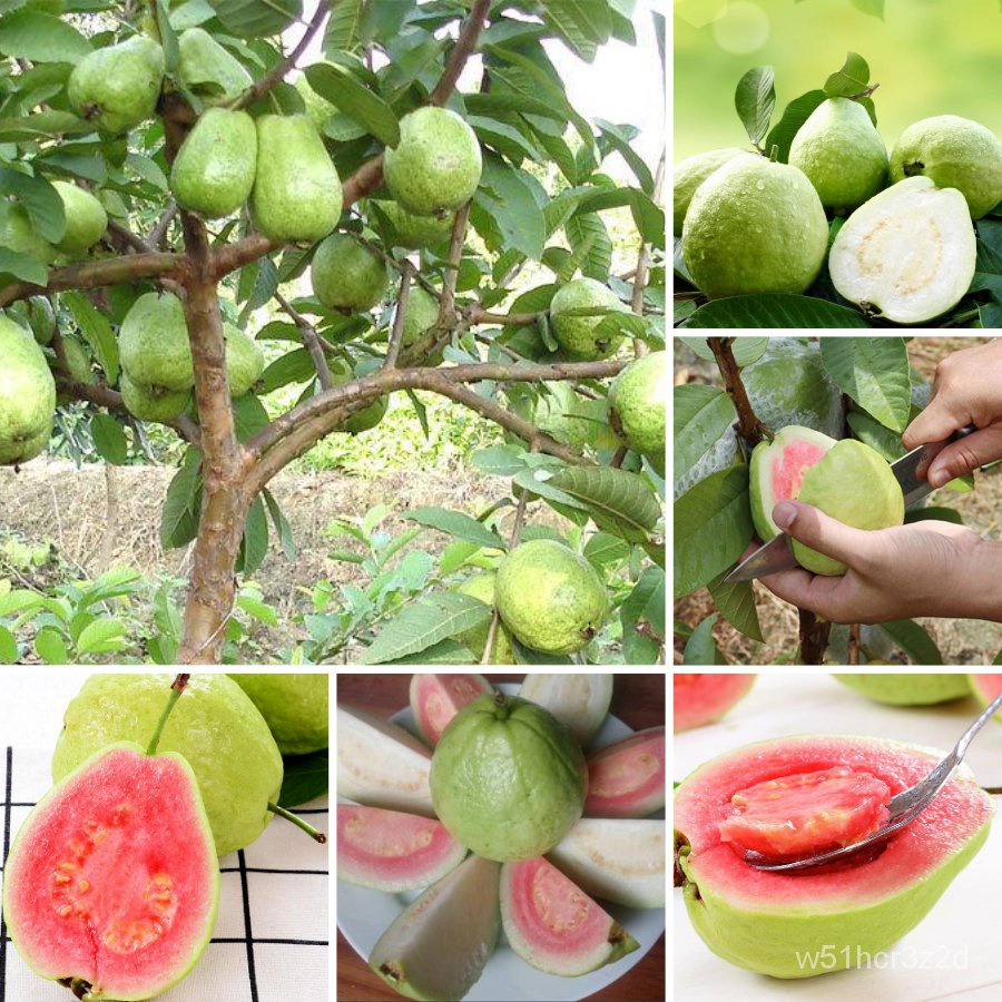 Sunflower [Malaysia guava original] Alocasia seeds rare fruit tree