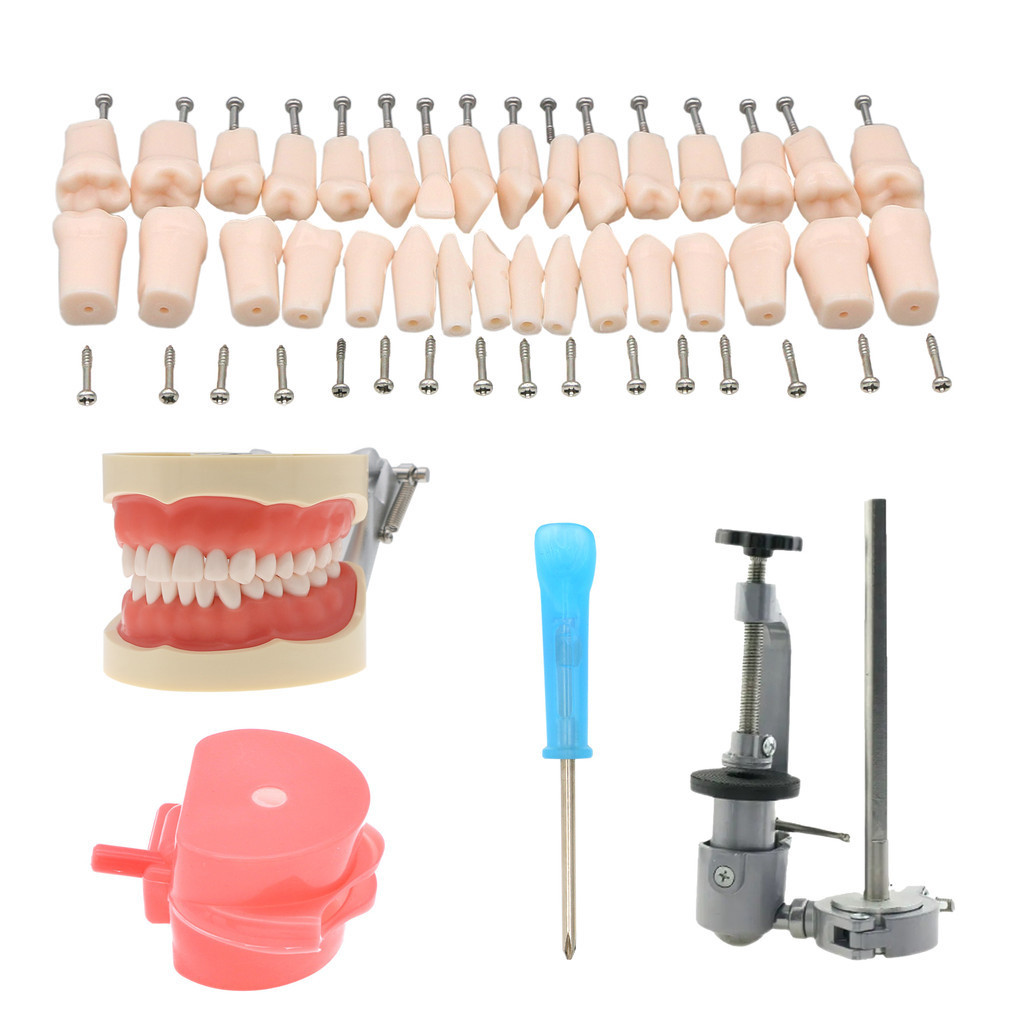 Dentale Typodont Denti Modello di Ricambio misura NISSIN 200