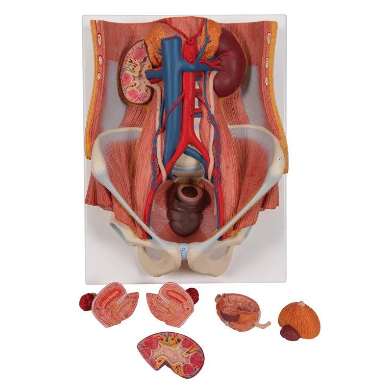 Human Anatomy Medical Urinary System Model 4 Parts for Scientific ...