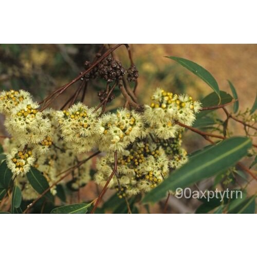 EUCALYPTUS cloeziana (Gympie Messmate) Flourish Seeds Australian