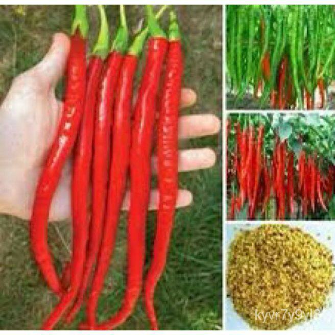 Jo long pepper chilli seeds 100 spicy seeds plump seeds 100, Thai in