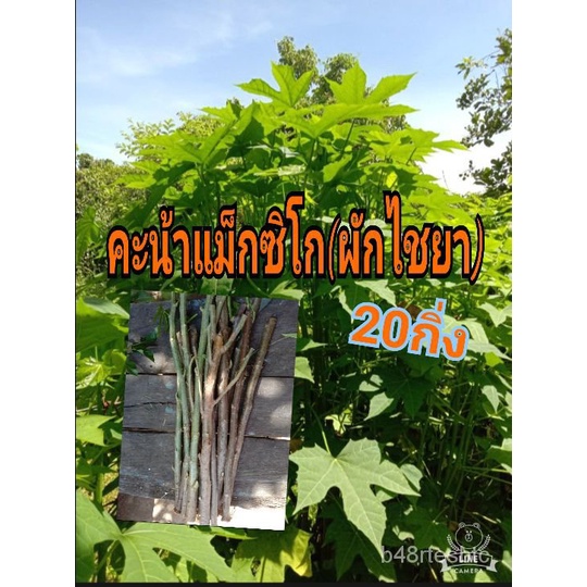 Kale (kale) 20 pieces of fresh cut buds according to the order