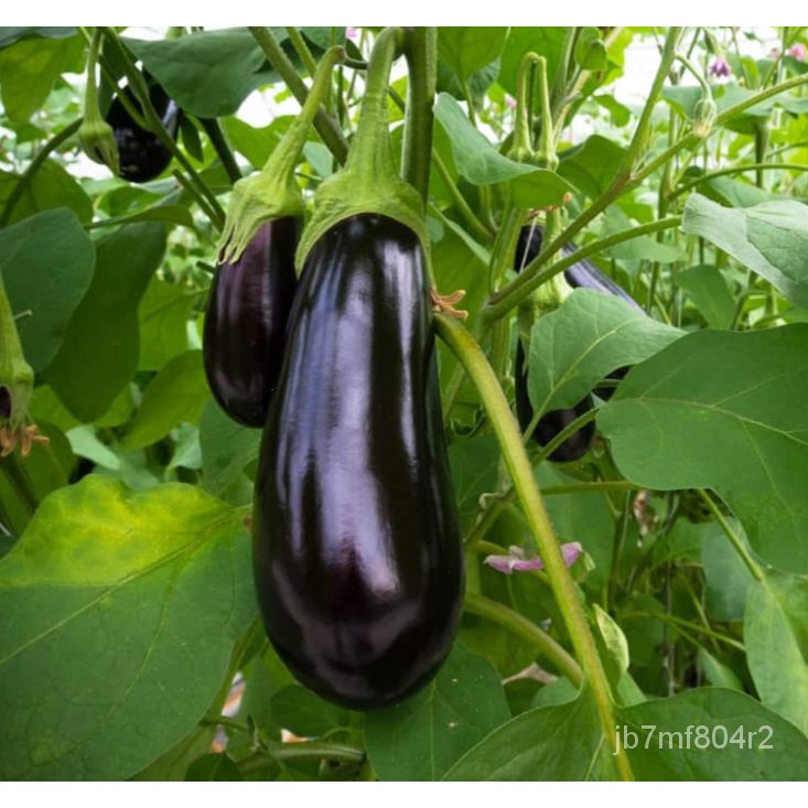 Italian eggplant seeds Traviata Italian eggplant seed seed genuine