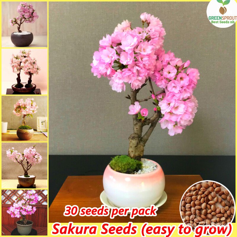 [100 Original Seeds] 30PCs Cherry Blossom Seeds Japanese Cherry