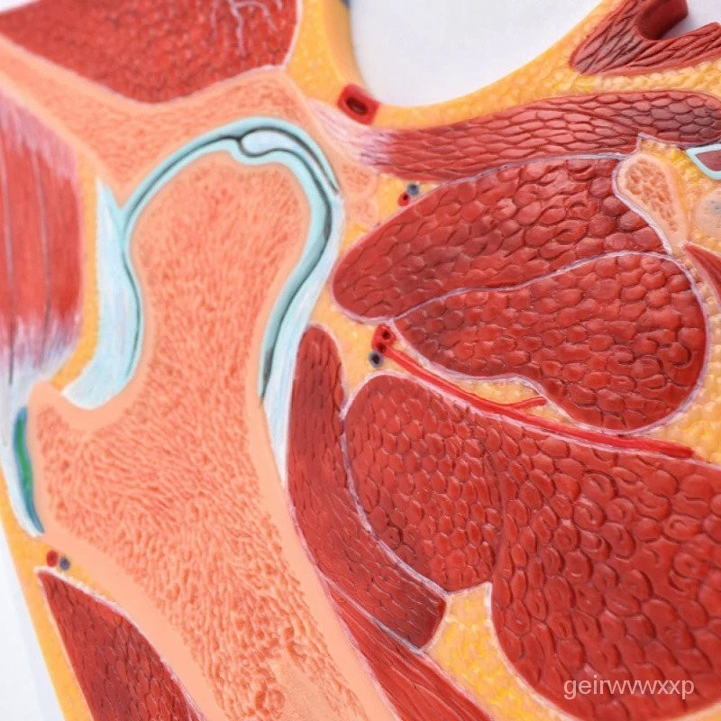 Human MRI Hip Skeletal Muscle Section Anatomy Model Medical Science ...