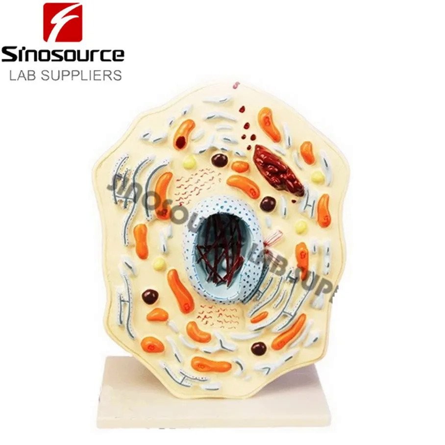 School laboratory Educational biological Plastic Animal Cell model for ...