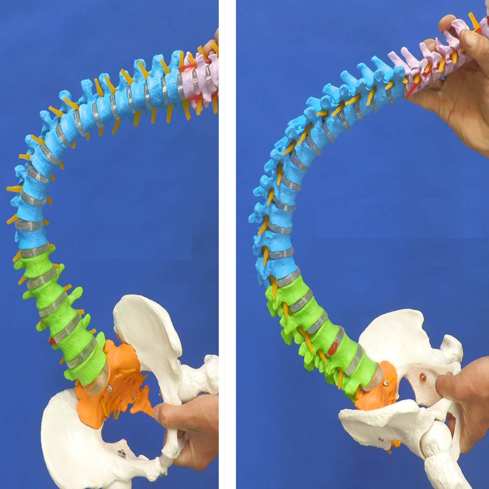 Human Anatomical Anatomy Spine Medical Spinal Column Model 11 Life
