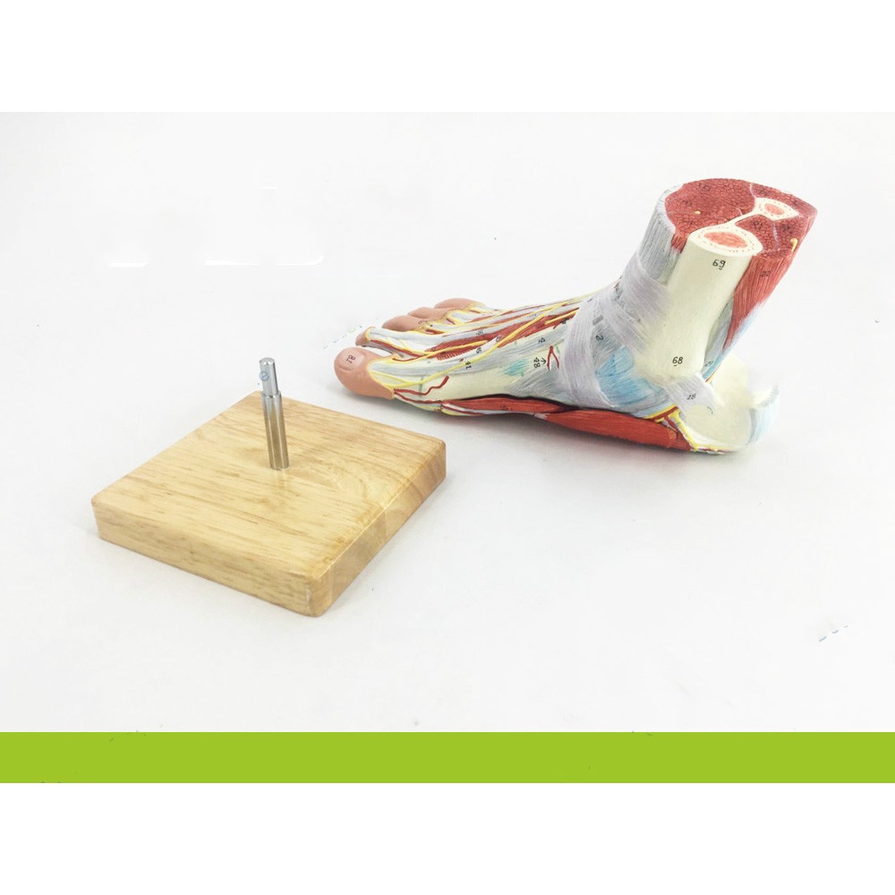 11 Life Sized Human Foot Joint Anatomical 9 Parts Model Muscle