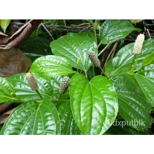 Long pepper - Pipli - Piper longum - 5+ seeds - Semillas - Graines - F ...