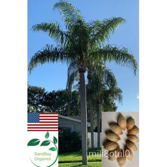 10 More than One Palm Queen Seed | Cocos Palm | Siagrus Romanzoffiana ...