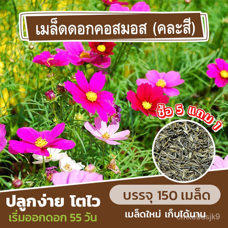 Cosmos flower seeds sold 150 seeds (buy 5 get 1 free) Cosmos diffuser ...