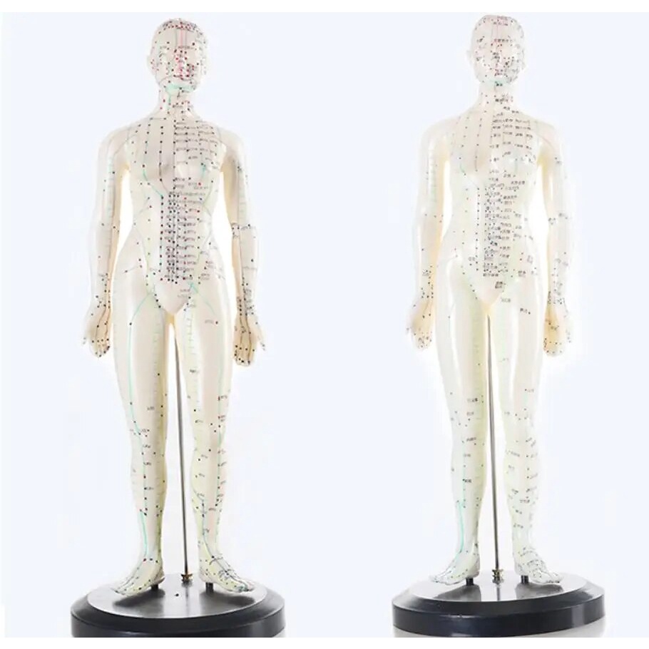32w 50cm English code acupuncture point diagram model male/female