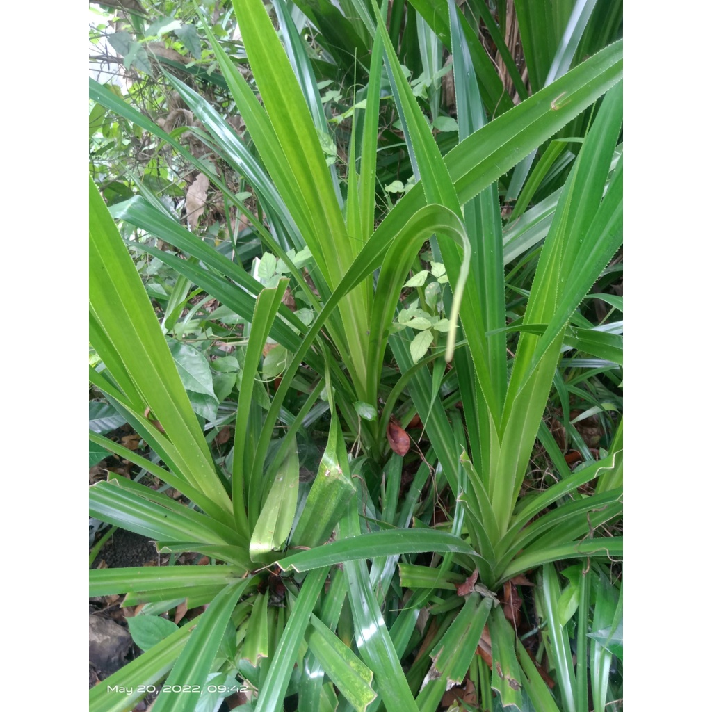 Pandan Lalaki roots gamot sa Binat at iba pang uri Ng sakit Shopee