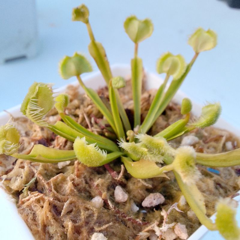 VENUS FLYTRAP / CARNIVOROUS PLANTS / PLANT EATING INSECTS Shopee