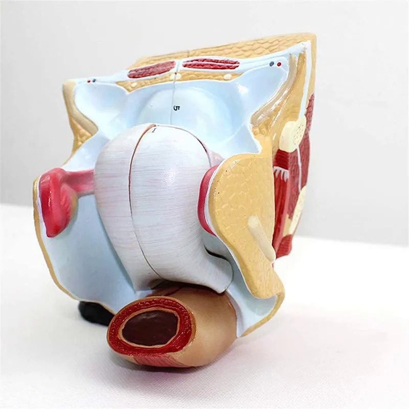 Authentic female internal genital model uterus ovary reproductive