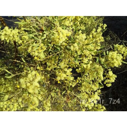 ELEGANT WATTLE SEEDS ACACIA VICTORIAE BUSH TUCKER FLOWERING TREE NATIVE ...