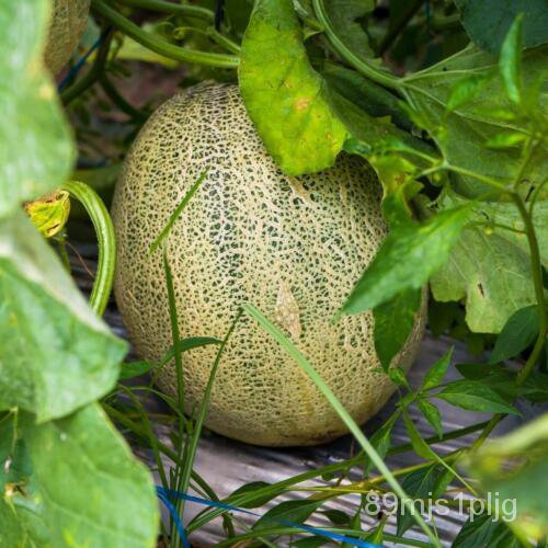 Heirloom Melon Seed Rock Honey| |Organic BWNB | Shopee Philippines