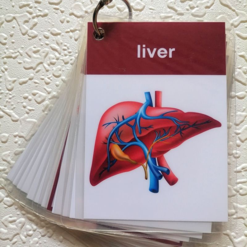 ♚ஐ Human Anatomy Internal Organs Laminated Flashcards, heart brain ...