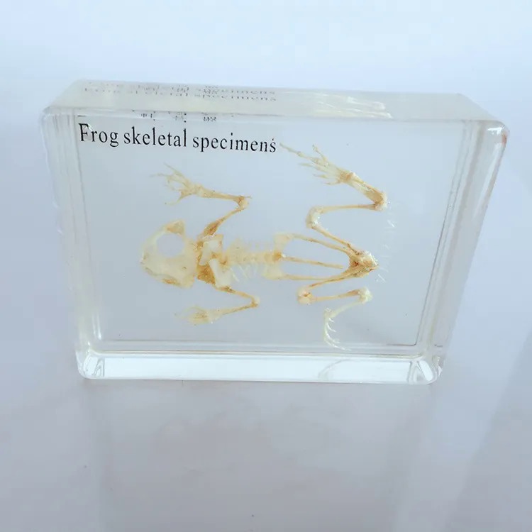 TN9T Frog Skeleton Embedded Specimen Resin Real Frog Bones Animal