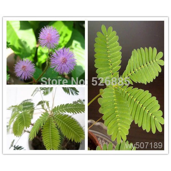 Bashfulgrass Seeds,Mimosa Pudica Linn, Foliage Mimosa Pudica Sensitive ...