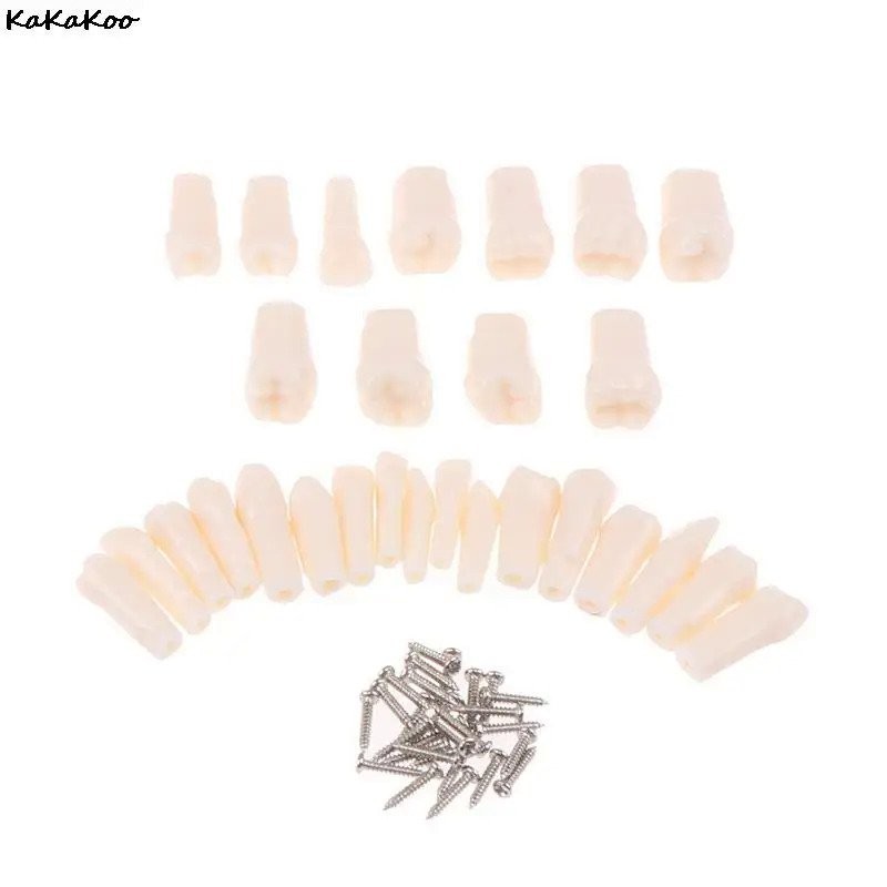 28/32Pcs Removable Tooth For Practice Model Dental Granule And Screw ...