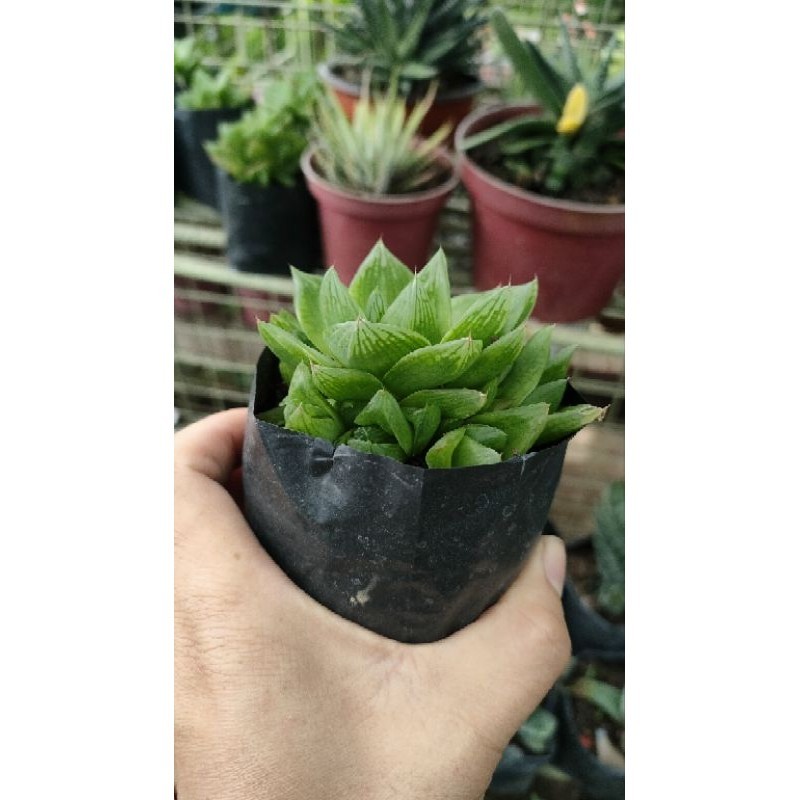 GREEN WINDOW PANE HAWORTHIA | Shopee Philippines