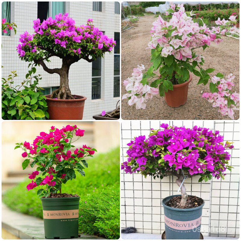 [100 Original Seeds] Dwarf Bougainvillea Bonsai Seeds Assorted Flower