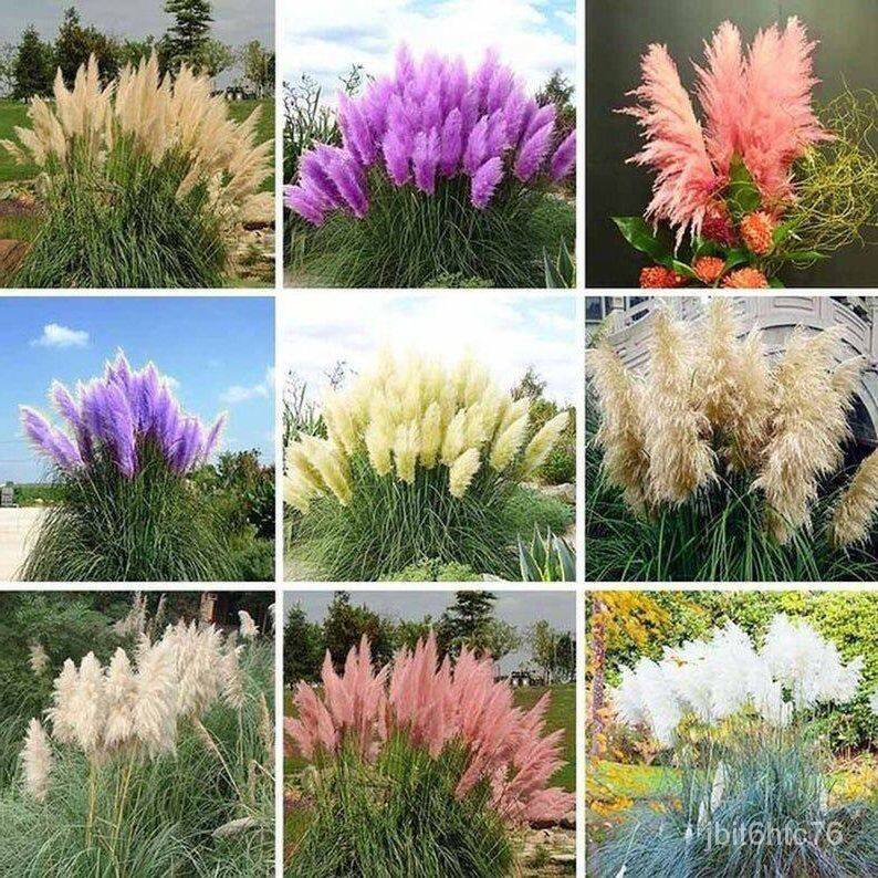 100 seeds, grass, mountain grass, pampas grass, spampas grass imported